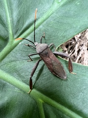 Pseudomictis obtusispinus