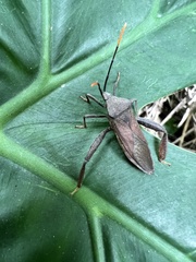 Pseudomictis obtusispinus