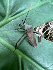 Pseudomictis obtusispinus