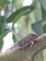 Oncometopia facialis