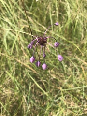 Allium carinatum