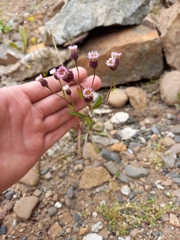 Erigeron acris