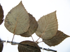 Betula lanata