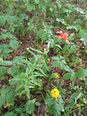 Lilium bulbiferum