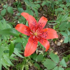 Lilium bulbiferum