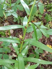 Lilium bulbiferum