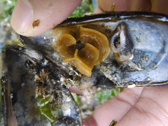 Primavelans insculpta