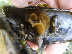 Primavelans insculpta