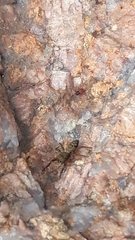 Salticidae
