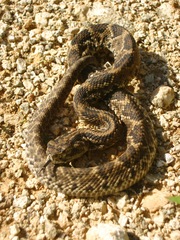 Crotalus tzabcan