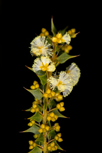 Acacia hastulata (Acacia hastulata)