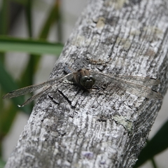 Orthetrum cancellatum