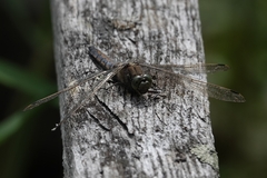 Orthetrum cancellatum