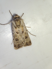 Agrotis ripae