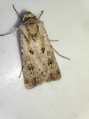 Agrotis ripae