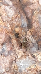 Salticidae