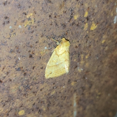 Xanthia rectilineata