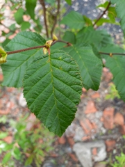 Alnus alnobetula fruticosa