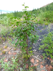 Alnus alnobetula fruticosa
