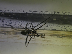 Latrodectus hesperus