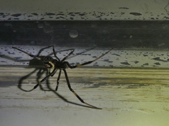 Latrodectus hesperus