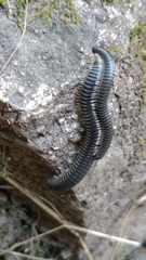 Rossiulus kessleri