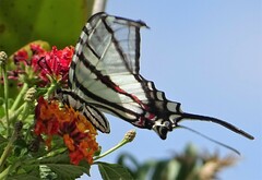 Protographium epidaus fenochionis