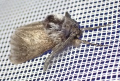 Ptilomacra senex