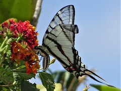 Protographium epidaus fenochionis