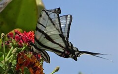 Protographium epidaus fenochionis
