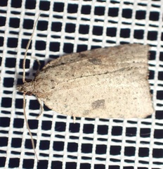 Meritastis polygraphana