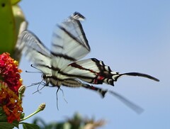 Protographium epidaus fenochionis