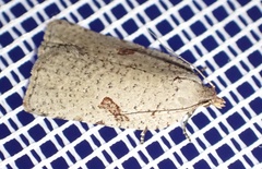 Meritastis polygraphana