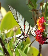 Protographium epidaus fenochionis