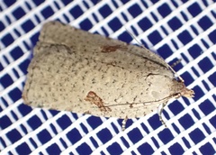 Meritastis polygraphana