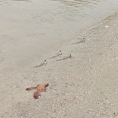 Periophthalmus modestus