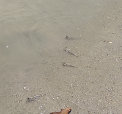 Periophthalmus modestus