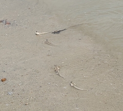 Periophthalmus modestus