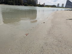 Periophthalmus modestus