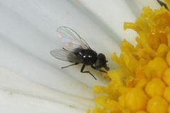 Agromyzinae