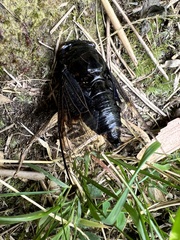 Cryptotympana holsti