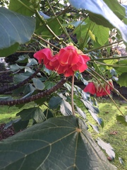 Dombeya cacuminum