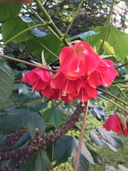 Dombeya cacuminum