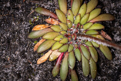 Stylidium assimile