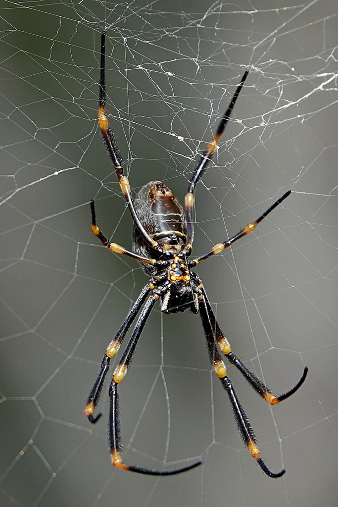 Tiger Spider from Bermagui NSW 2546, Australia on July 9, 2022 at 11:47 ...