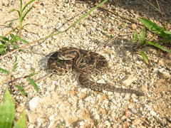 Crotalus tzabcan