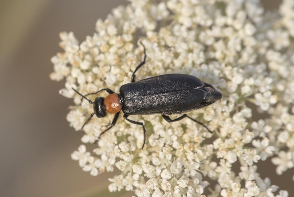 Oenas fusicornis
