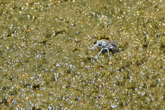 Laphystia