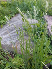 Bromus hordeaceus