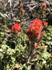 Castilleja mendocinensis